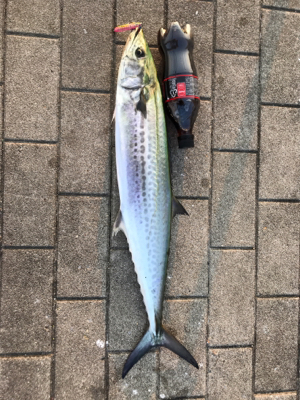 サワラ？サゴシ？