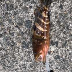 夏と言えばアコウ