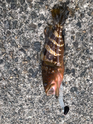 夏と言えばアコウ