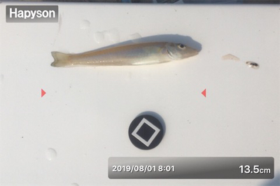 ミニチュア祭り