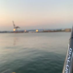 8月初日タチウオ