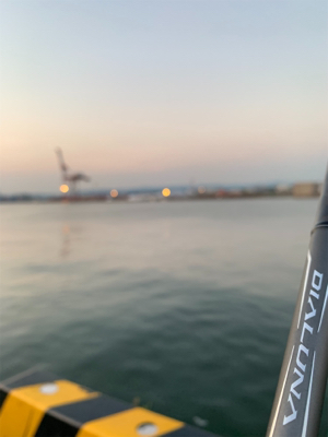 8月初日タチウオ