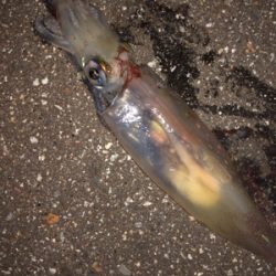 ケンサキエギング