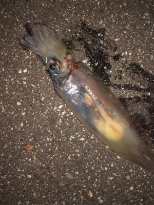 ケンサキエギング