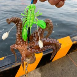 朝まづめのオクトパッシング