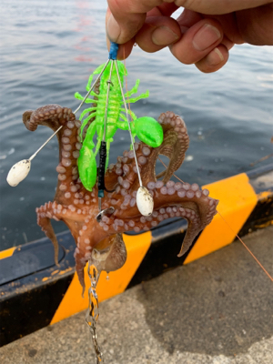 朝まづめのオクトパッシング