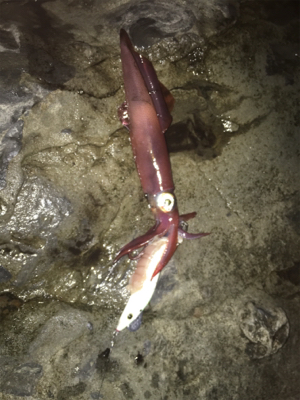 磯からエギング