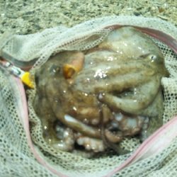 まだまだ修行が足りません