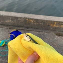 朝まずめ、常滑港。