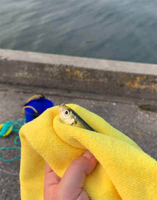 朝まずめ、常滑港。