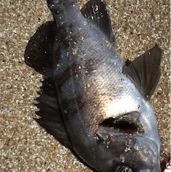 まだまたサーフメバリング