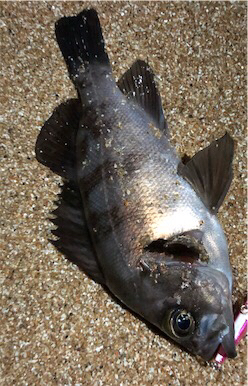 まだまたサーフメバリング