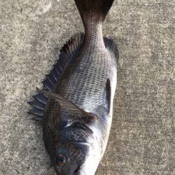 ツバスがイワシを追いかけてボイル多発