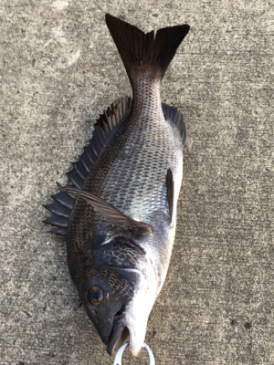 ツバスがイワシを追いかけてボイル多発