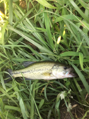 八田原ダムバス釣り