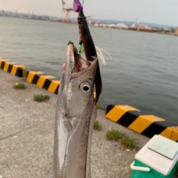 連日のタチウオ-ポン