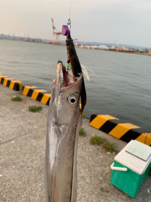 連日のタチウオ-ポン