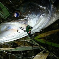 紀ノ川シーバス、チヌ、マゴチ