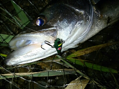 紀ノ川シーバス、チヌ、マゴチ