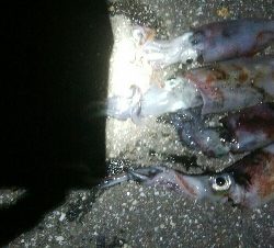 ケンサキイカ4杯！！