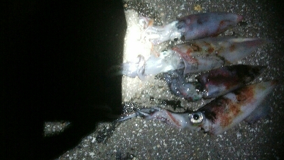 ケンサキイカ4杯！！