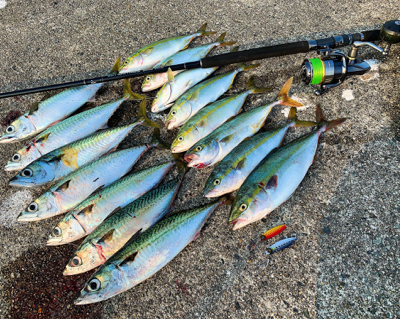 新作ジグで数釣り