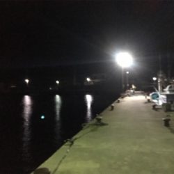 戸津井港サビキ