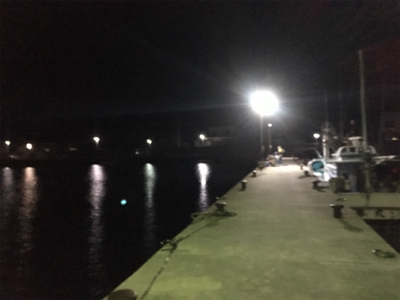 戸津井港サビキ