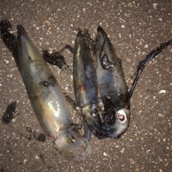 連日のケンサキエギング