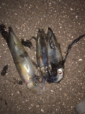 連日のケンサキエギング