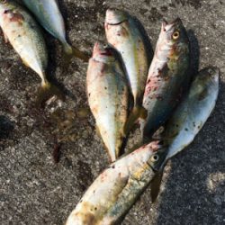 ツバスパーティー