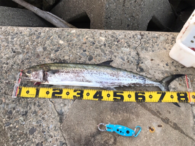 ショゴ狙ってサワラ釣る