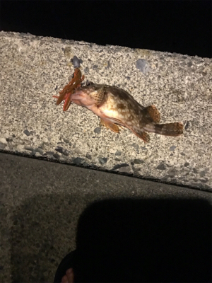 ロックフィッシュー