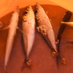 親海公園 豆アジ祭