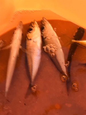 親海公園 豆アジ祭