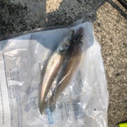 生き餌でなくても…