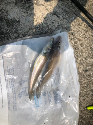 生き餌でなくても…