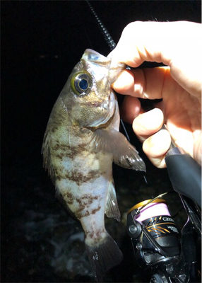 サーフフロートメバリング