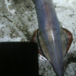 ケンサキイカ2杯！！