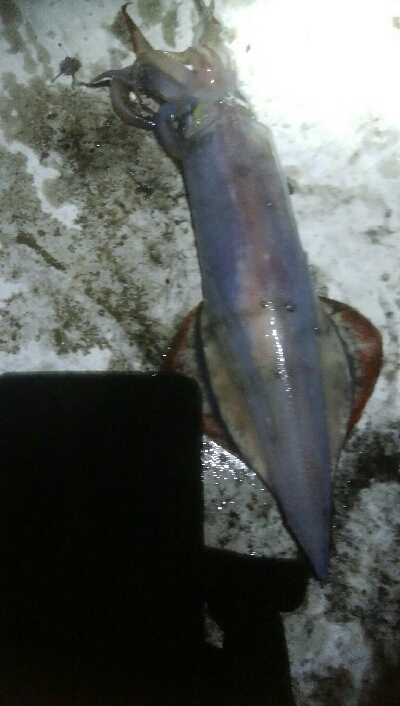 ケンサキイカ2杯！！