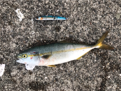 ポーアイ沖堤防