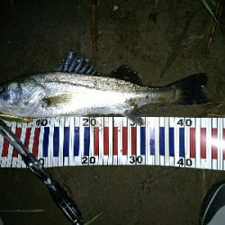 今夜もシーバス