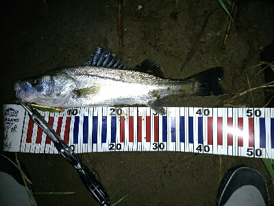 今夜もシーバス