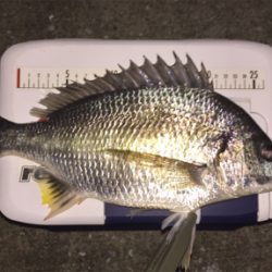 アジは何処へ、キビレばかり。