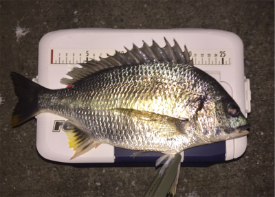 アジは何処へ、キビレばかり。