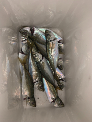 連日のアジング