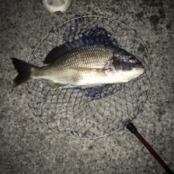 チヌ50cm
