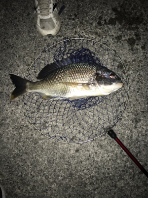 チヌ50cm
