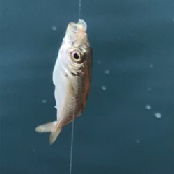 昨日に引き続き