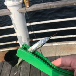 ミニサヨリ&アジげっと